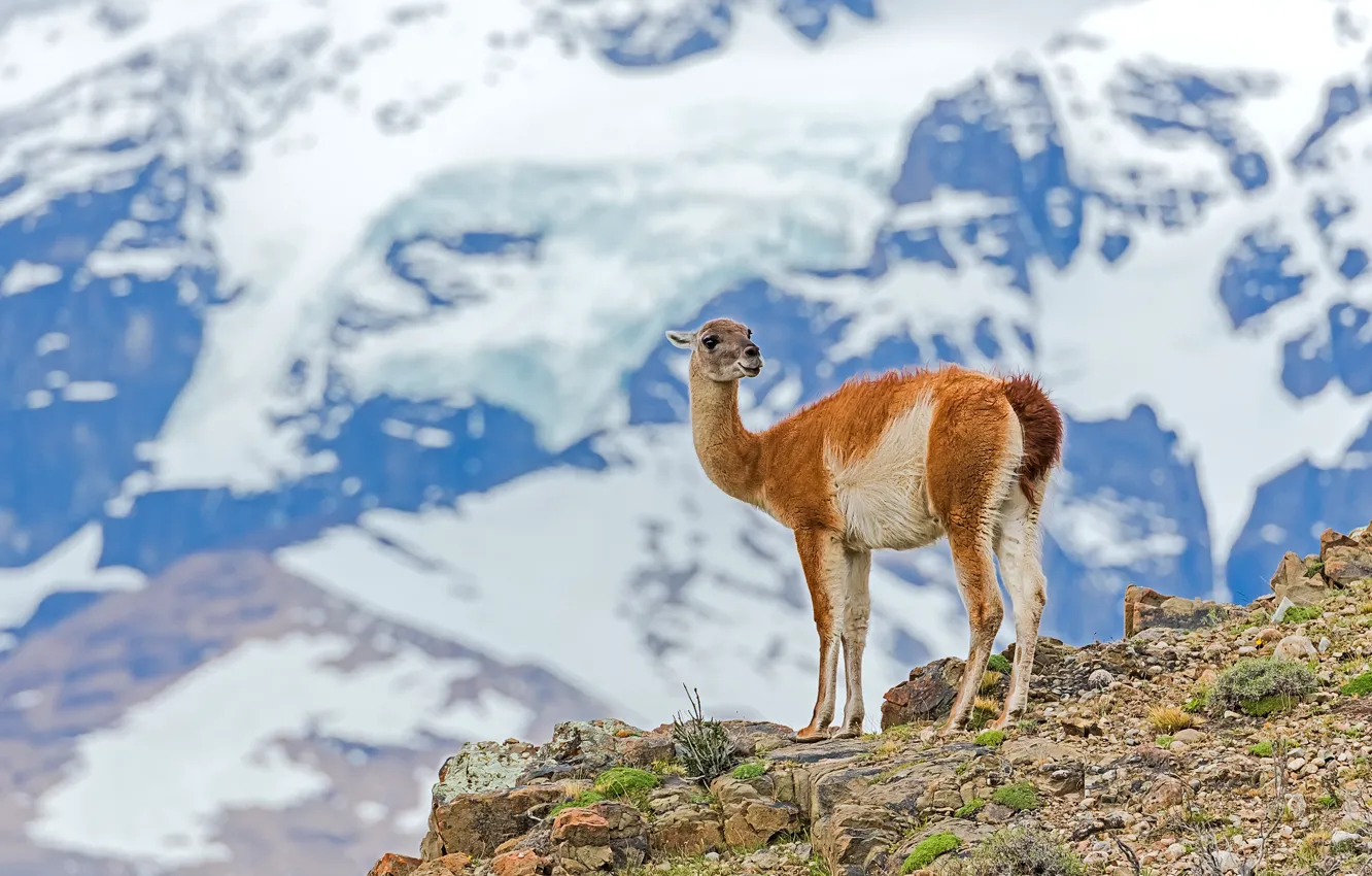 Photo wallpaper the sky, snow, mountains, cub, Lama
