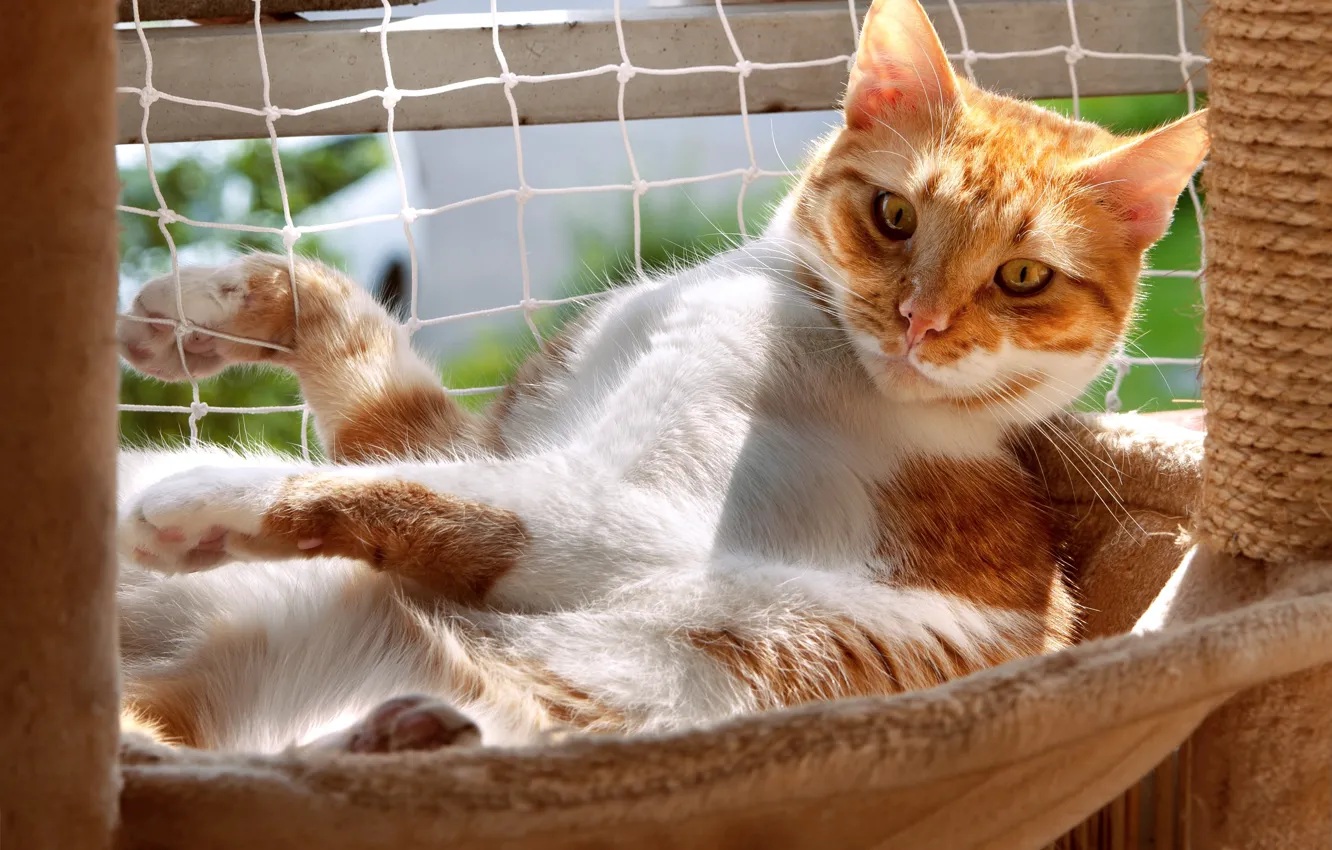 Photo wallpaper cat, summer, cat, look, face, light, nature, pose