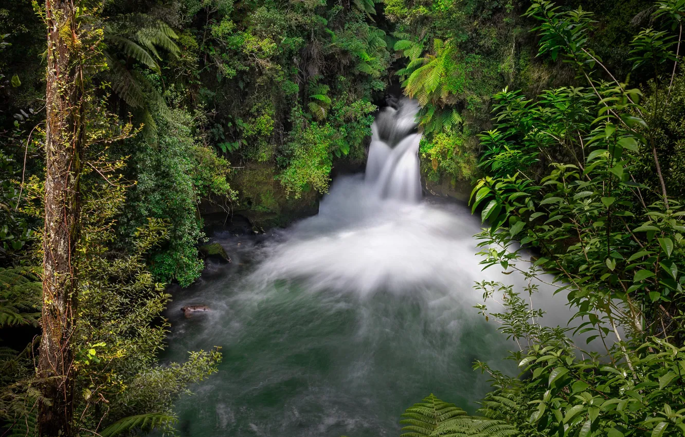 Photo wallpaper forest, river, waterfall, New Zealand, New Zealand, Okere Falls, River Kaituna, Waterfall Walker