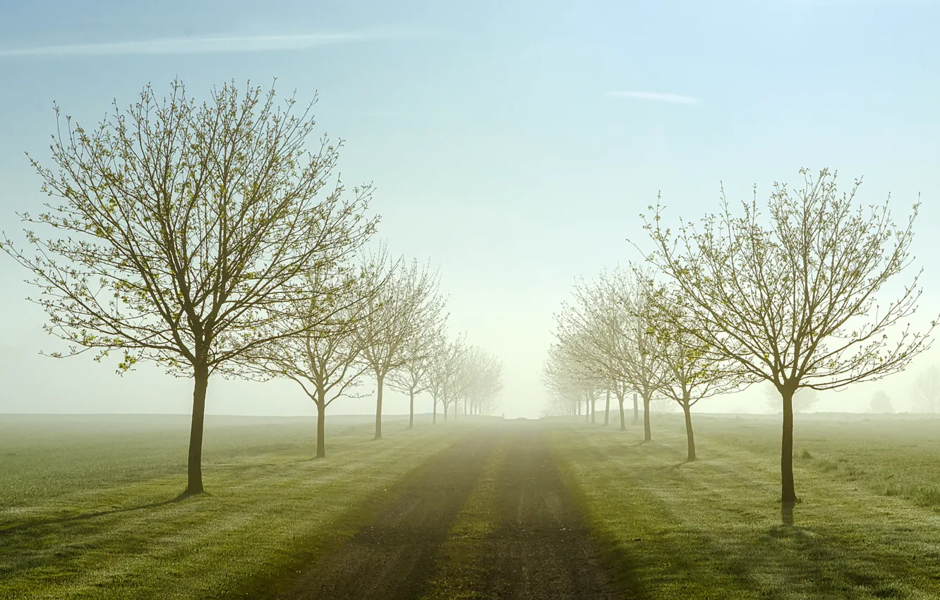 Photo wallpaper road, field, trees, fog, spring, morning