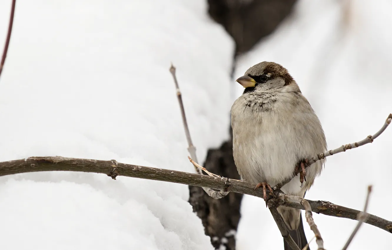 Photo wallpaper winter, branches, background, bird, Sparrow