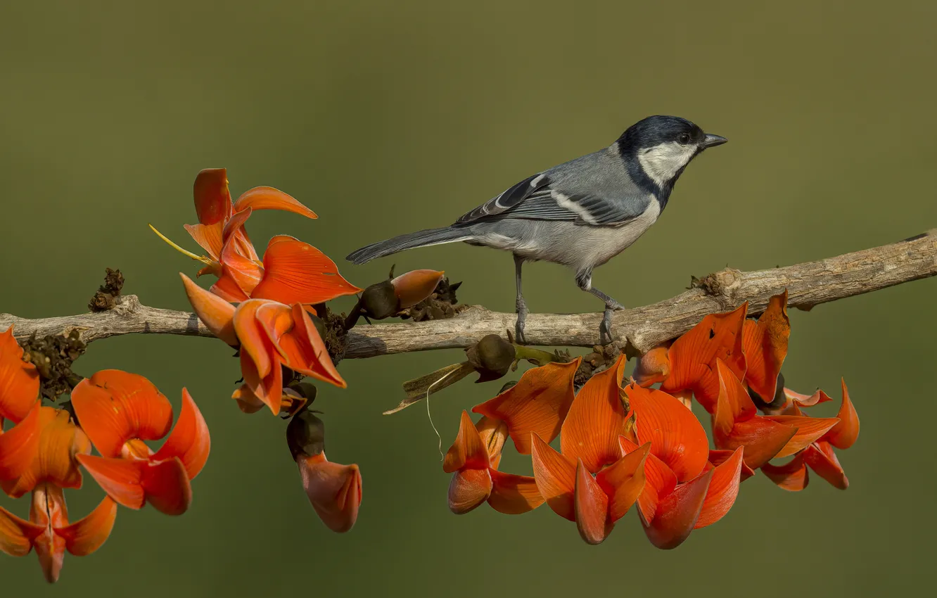 Photo wallpaper flowers, branches, red, background, bird, tit, sitting on a branch
