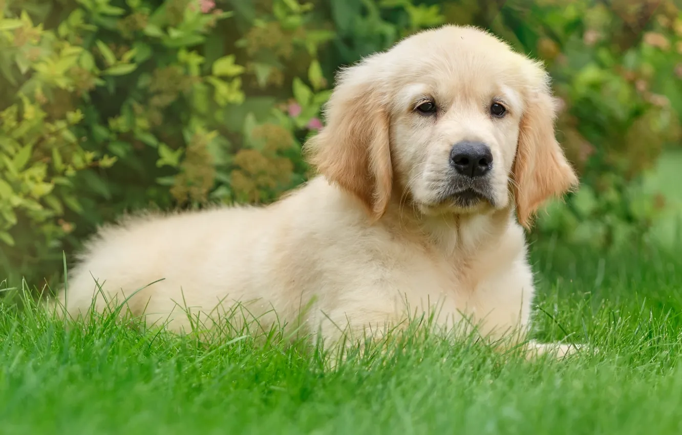 Photo wallpaper grass, puppy, Retriever