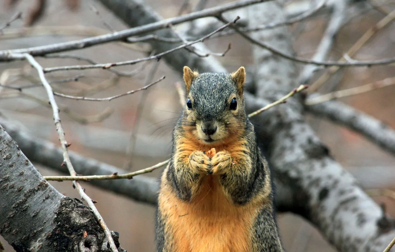 Photo wallpaper tree, branch, protein, rodent, squirrel