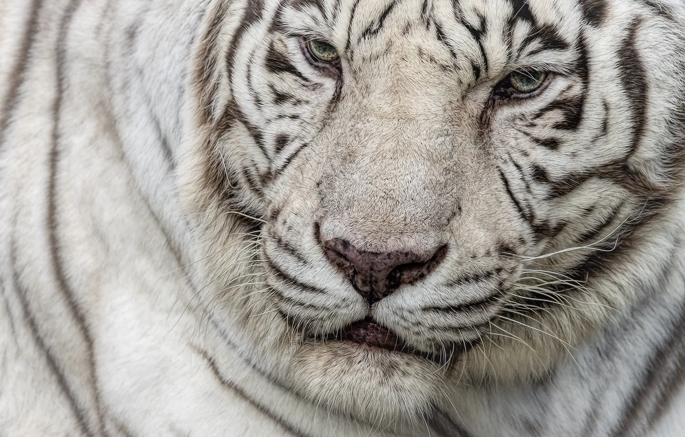 Photo wallpaper white, tiger, handsome