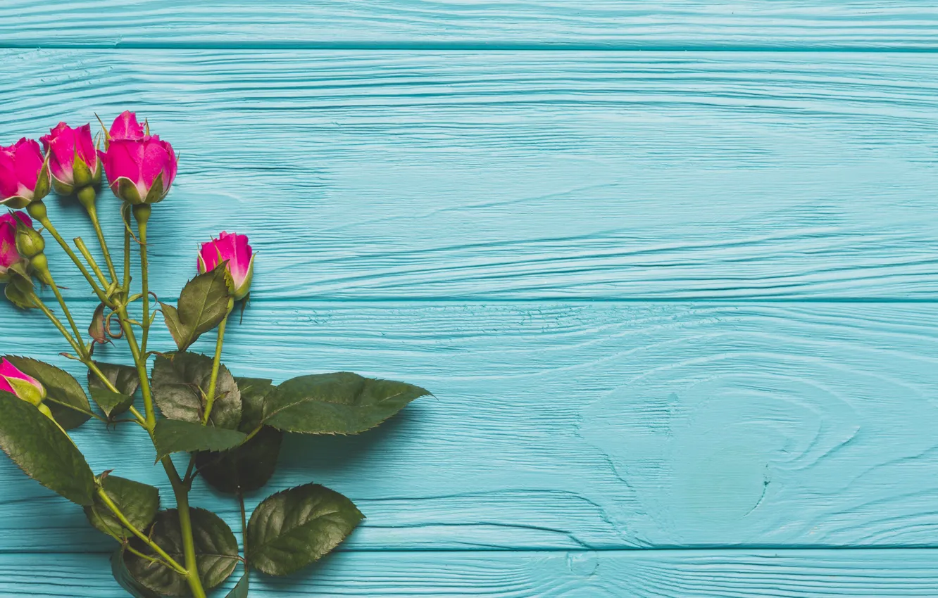 Photo wallpaper flowers, branches, background, roses, buds