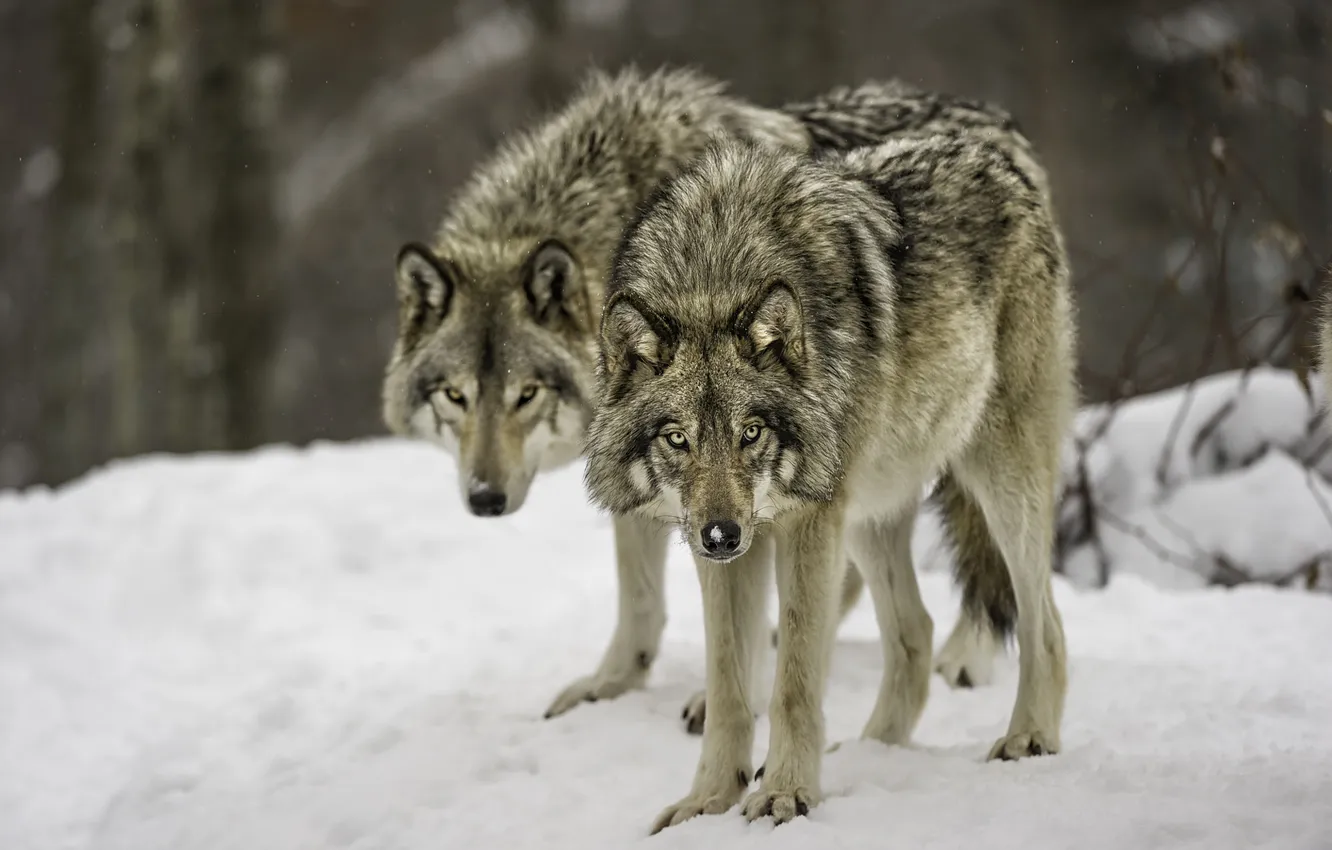 Photo wallpaper winter, wolf, predator