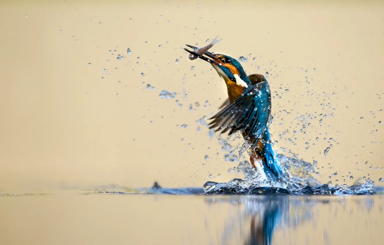 Photo wallpaper water, squirt, bird, Kingfisher, catch