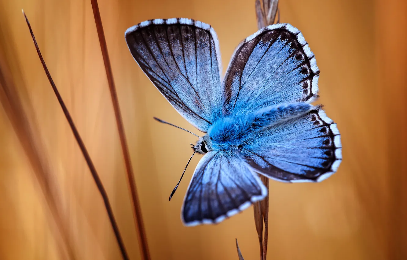 Photo wallpaper macro, blue, butterfly, stem, insect, orange background