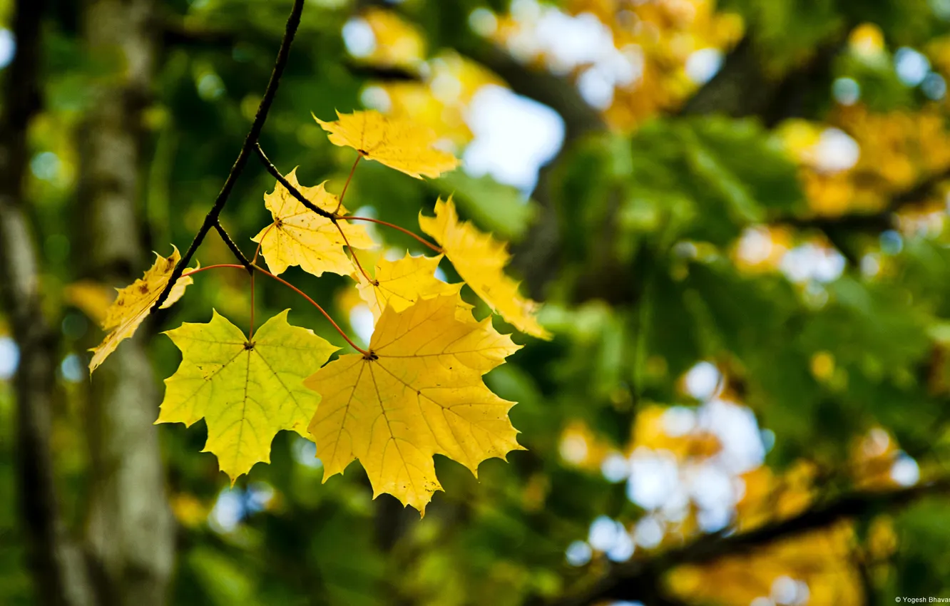 Photo wallpaper leaves, macro, maple