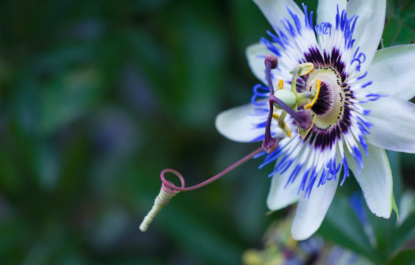 Photo wallpaper blue, petals, stamens, flowering, antennae, Passionflower