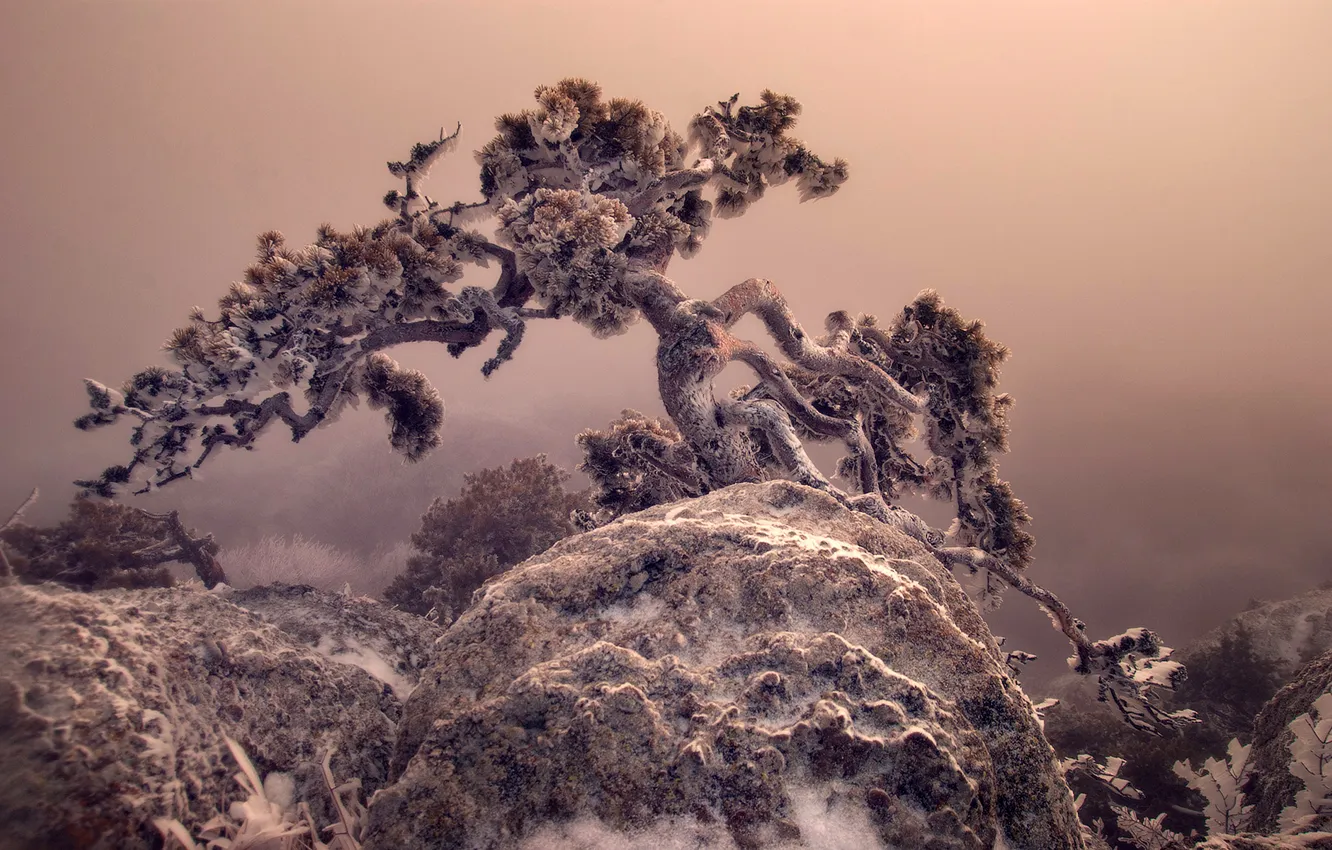 Photo wallpaper winter, frost, snow, trees, landscape, mountains, fog, Crimea