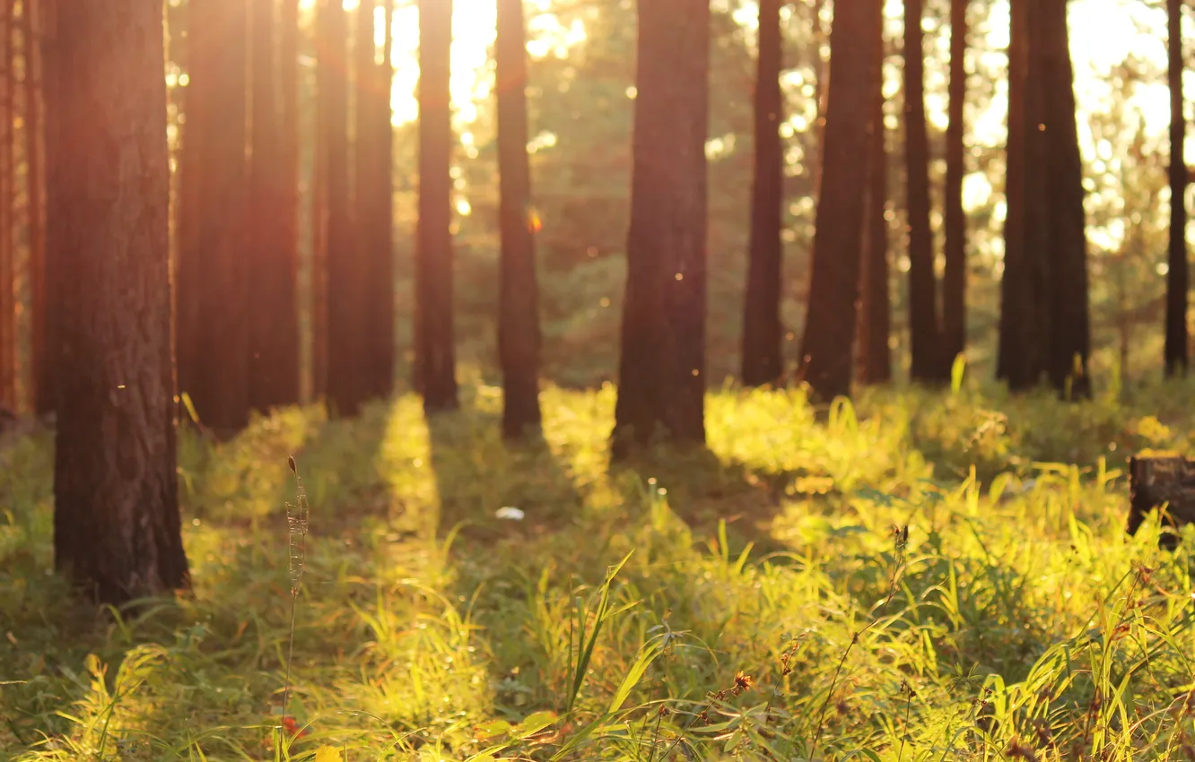 Photo wallpaper forest, grass, the sun, light, nature, glare, bokeh, bokeh