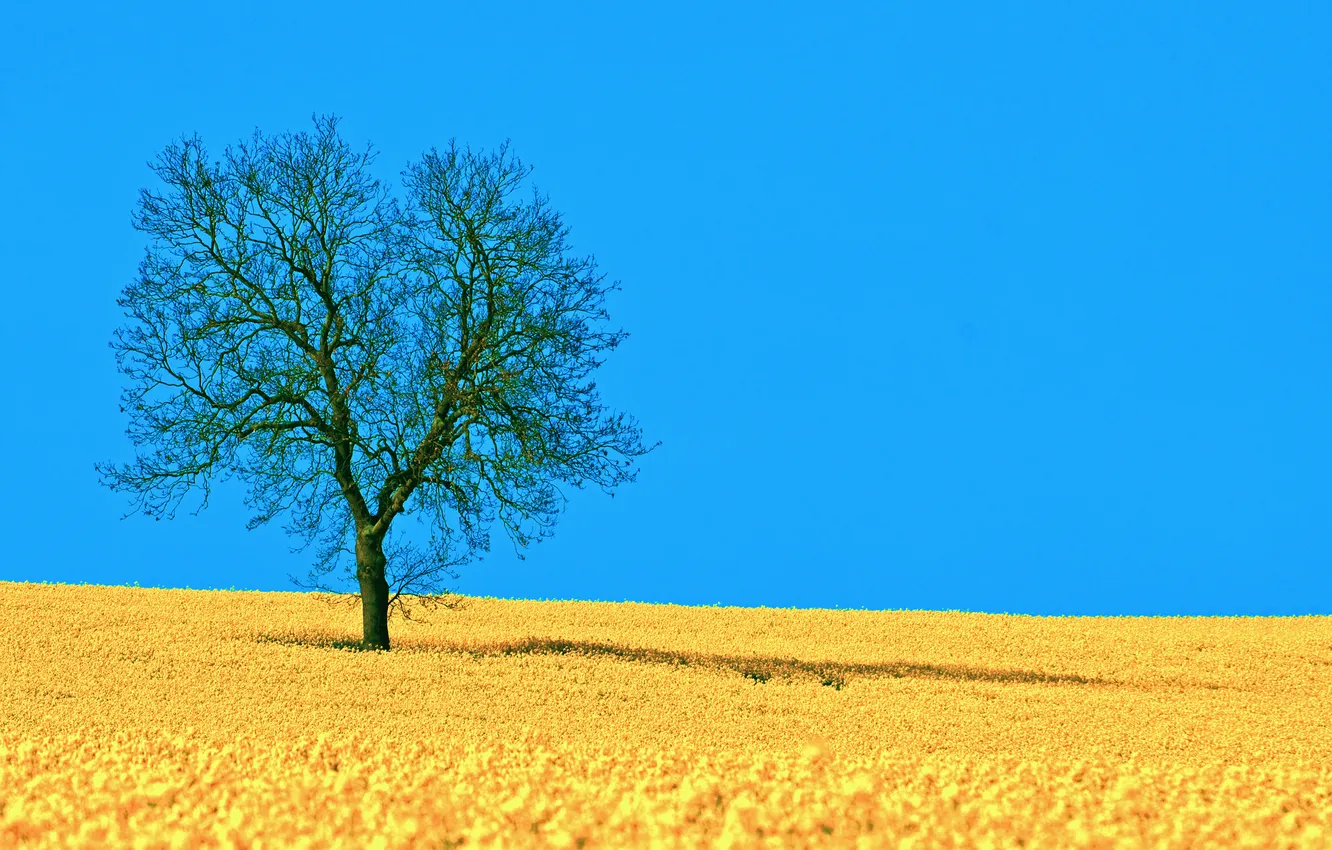 Photo wallpaper field, the sky, trees, nature, shadow, spring, rape