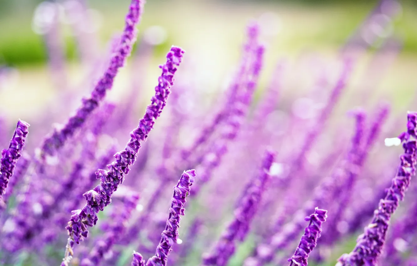 Photo wallpaper field, purple, macro, flowers, background, widescreen, Wallpaper, blur