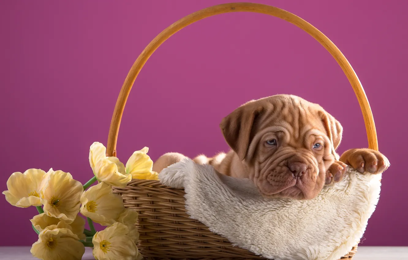 Photo wallpaper flowers, basket, puppy, dog, Bordeaux