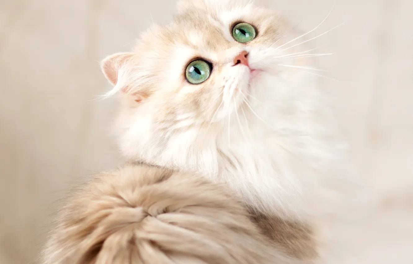 Photo wallpaper cat, look, background, fluffy, muzzle, green eyes, British longhair cat, Julia Zubkova