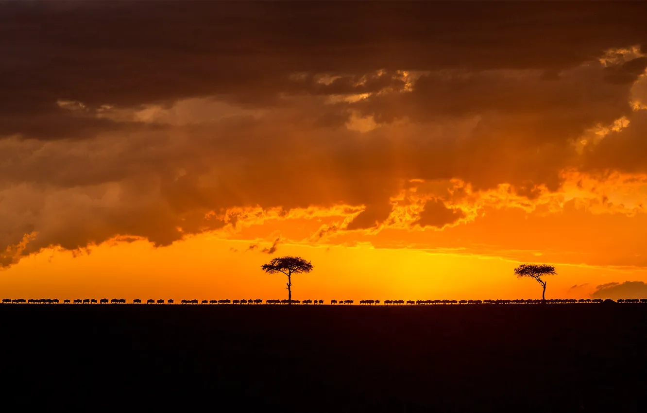 Photo wallpaper sunset, silhouette, glow, Africa, the herd, Kenya, migration, Wildebeest
