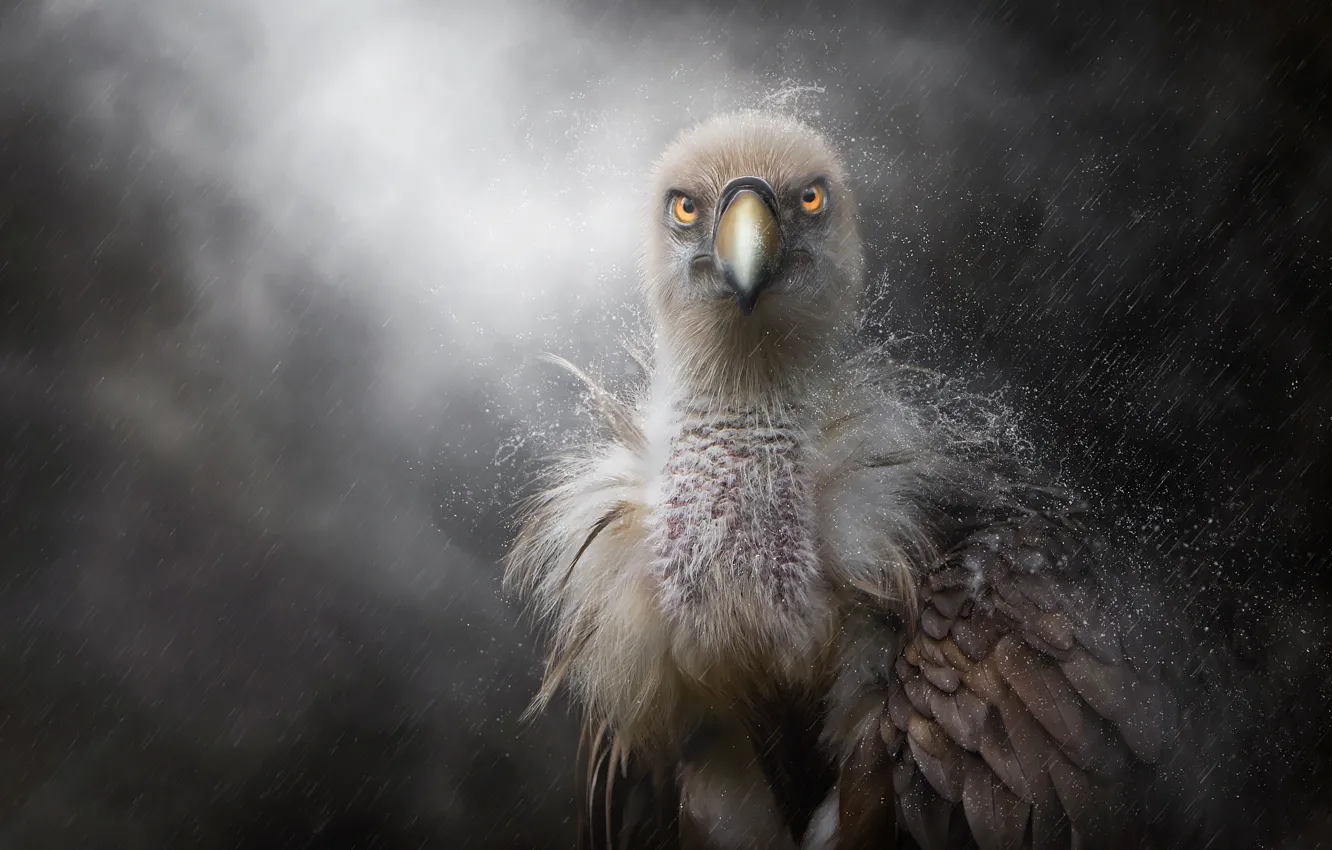 Photo wallpaper rain, feathers, beak, chick