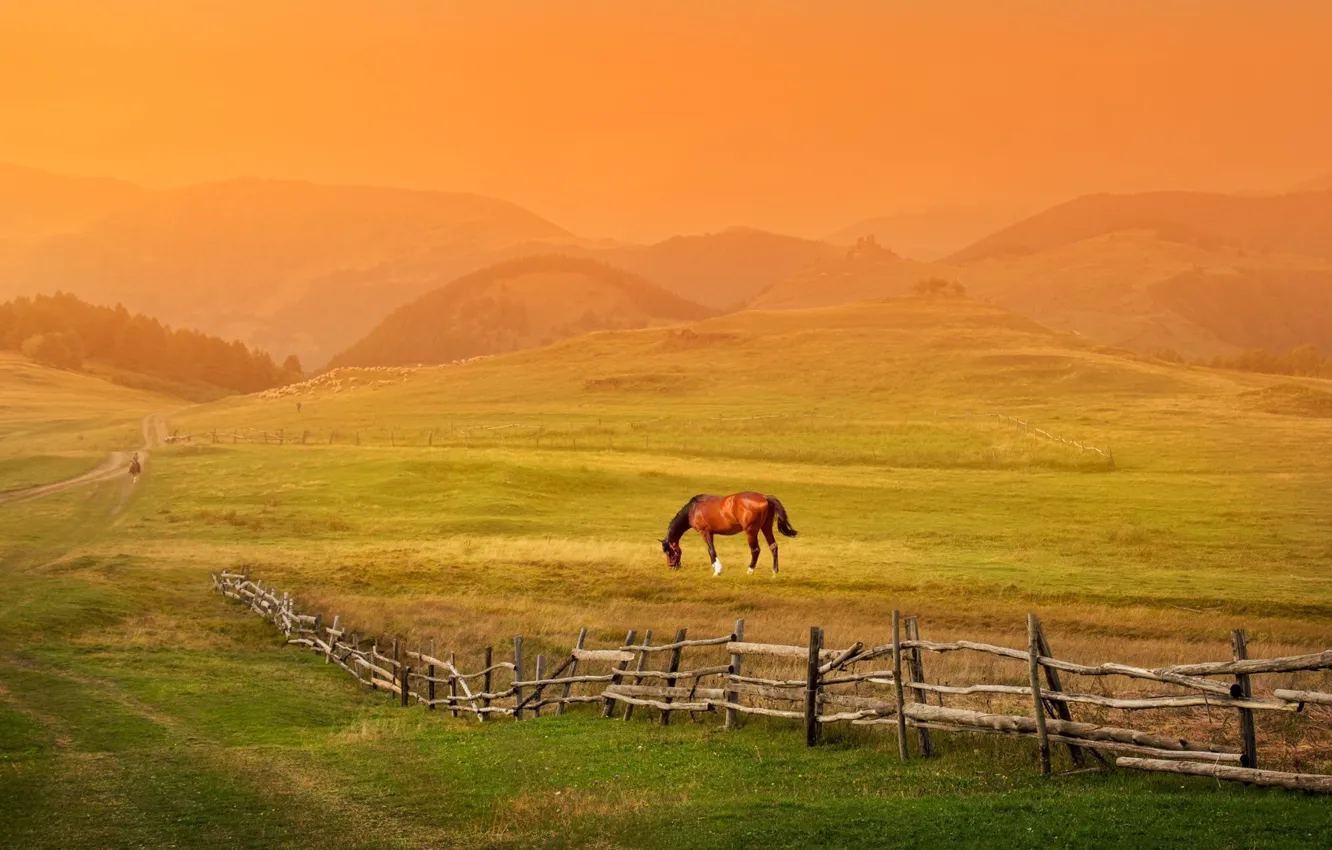 Photo wallpaper field, horse, horse