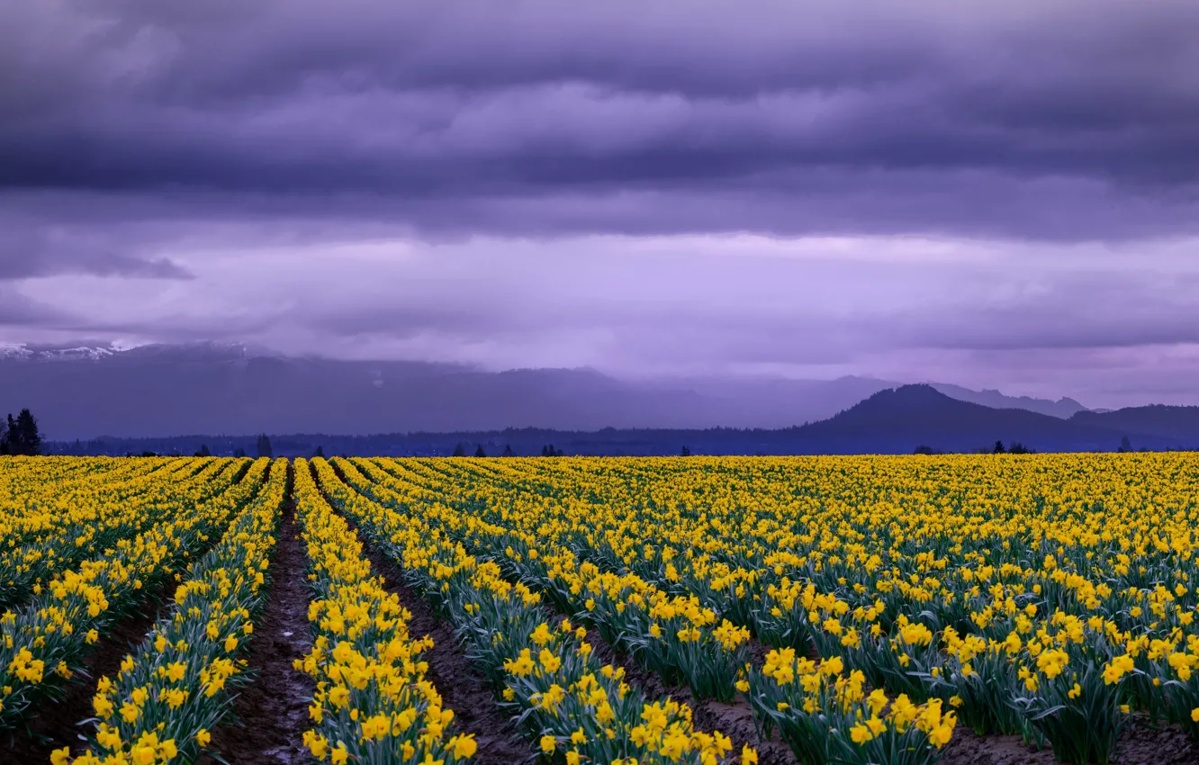 Photo wallpaper field, flowers, mountains, spring, panorama, a number, flower field, daffodils