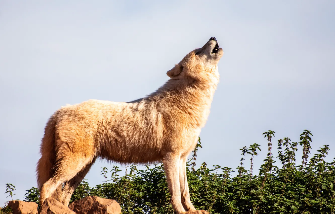 Photo wallpaper Predator, nature, animal, wolf, wildlife, polar wolf, portrait., Canis lupus. face • wolf • portrait …