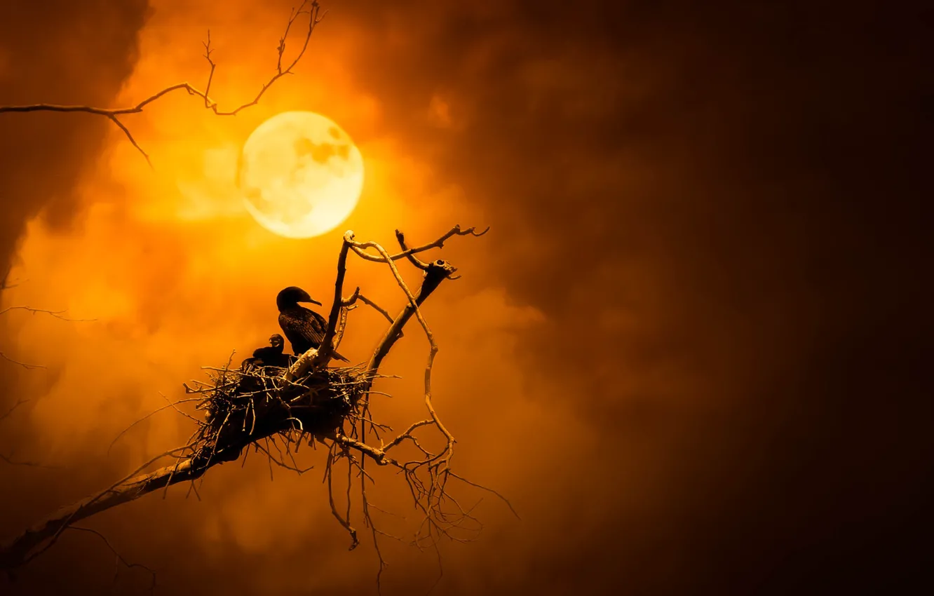 Photo wallpaper night, bird, the moon, socket, cormorants