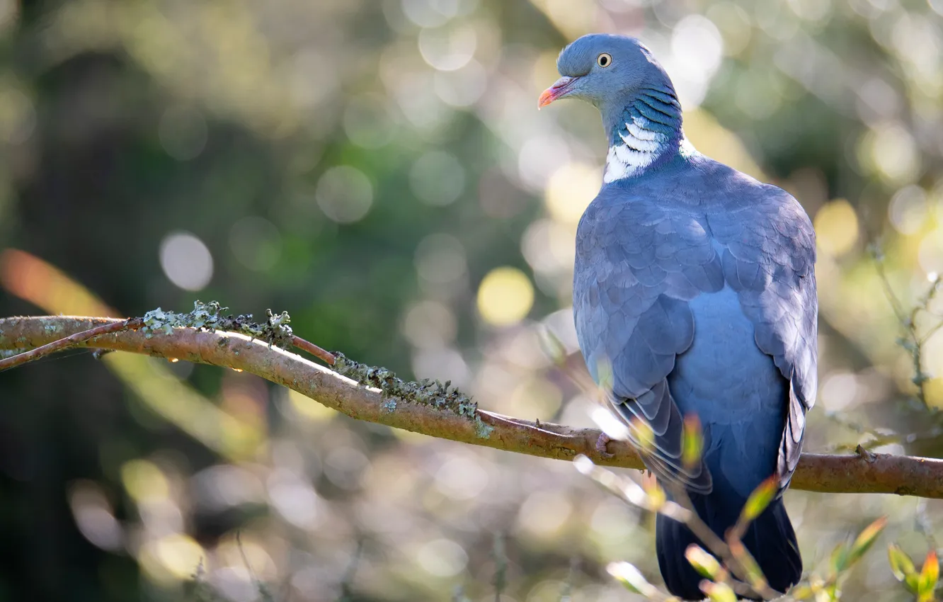 Photo wallpaper look, light, branches, glare, background, bird, pigeons, bokeh