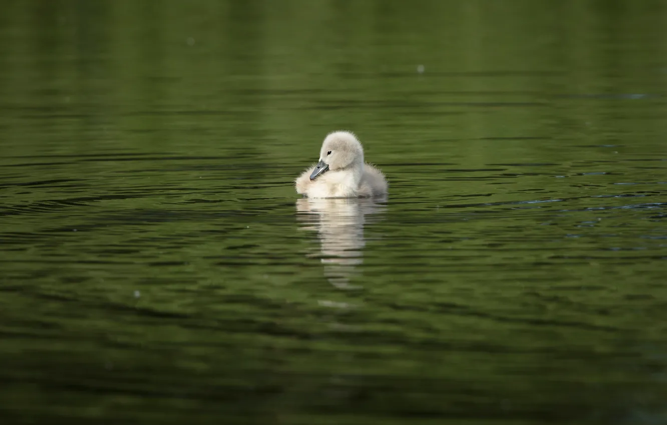 Photo wallpaper water, reflection, bird, one, baby, swans, Chicks, pond