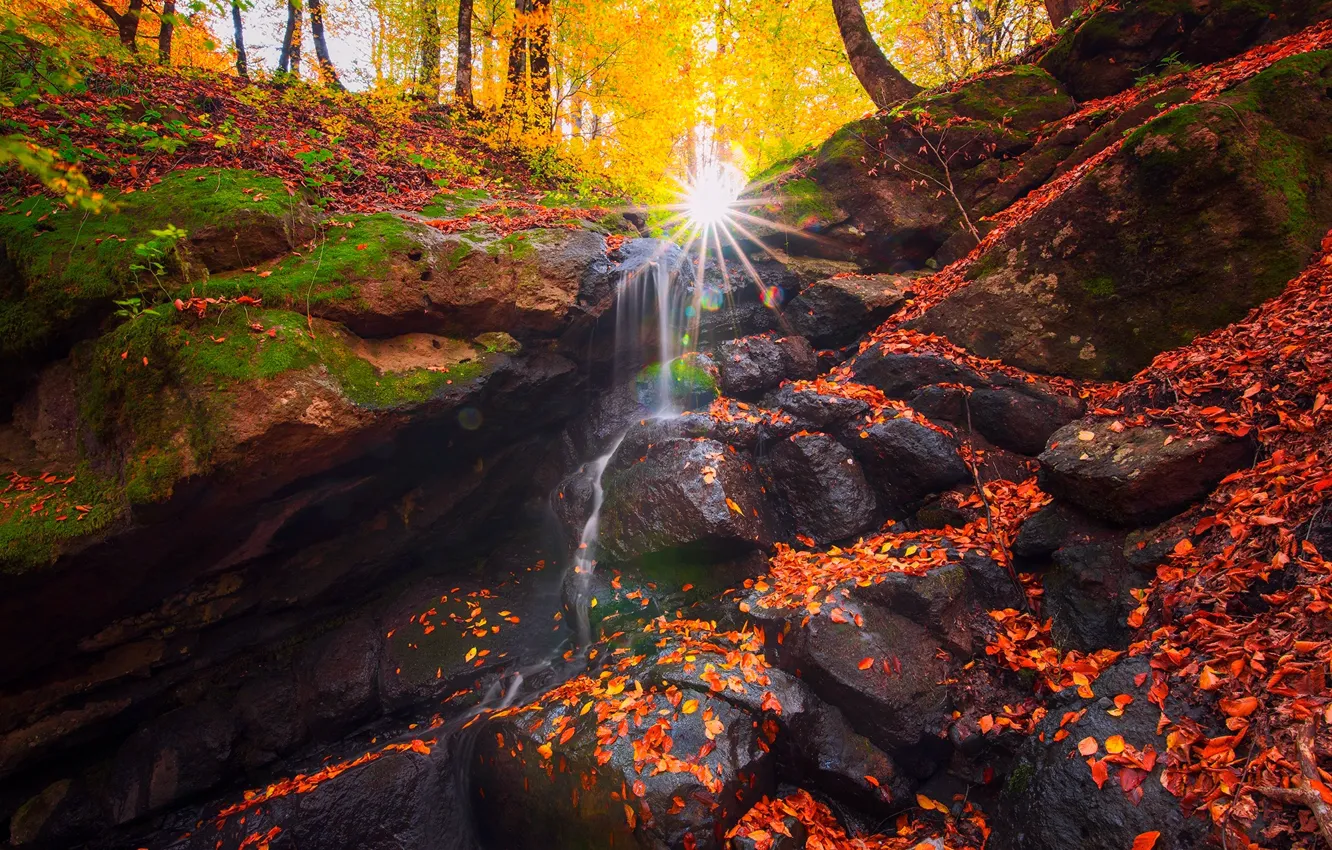 Photo wallpaper autumn, forest, leaves, the sun, rays, trees, nature, stream