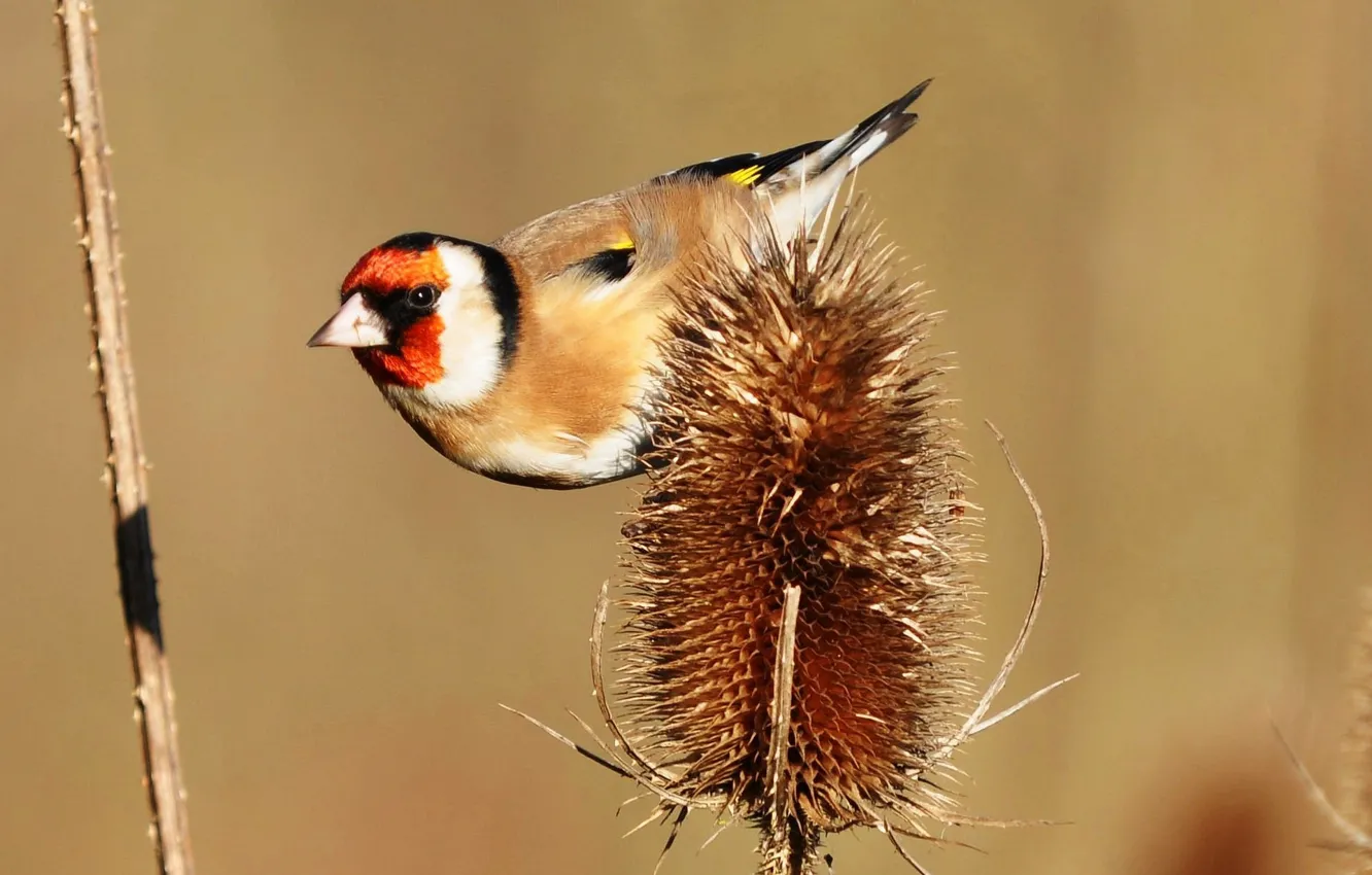Photo wallpaper bird, plant, beak, tail, goldfinch