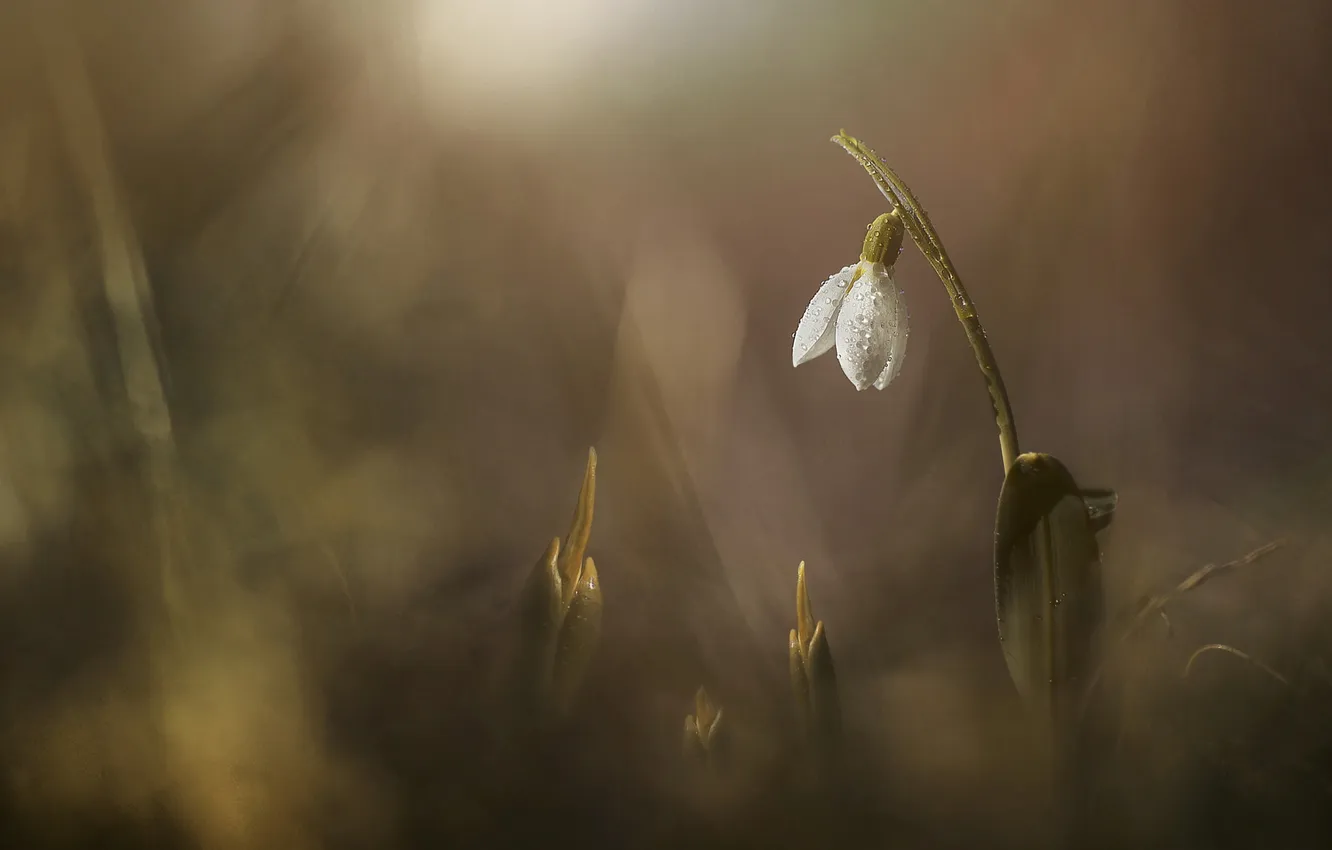 Photo wallpaper flowers, spring, snowdrops