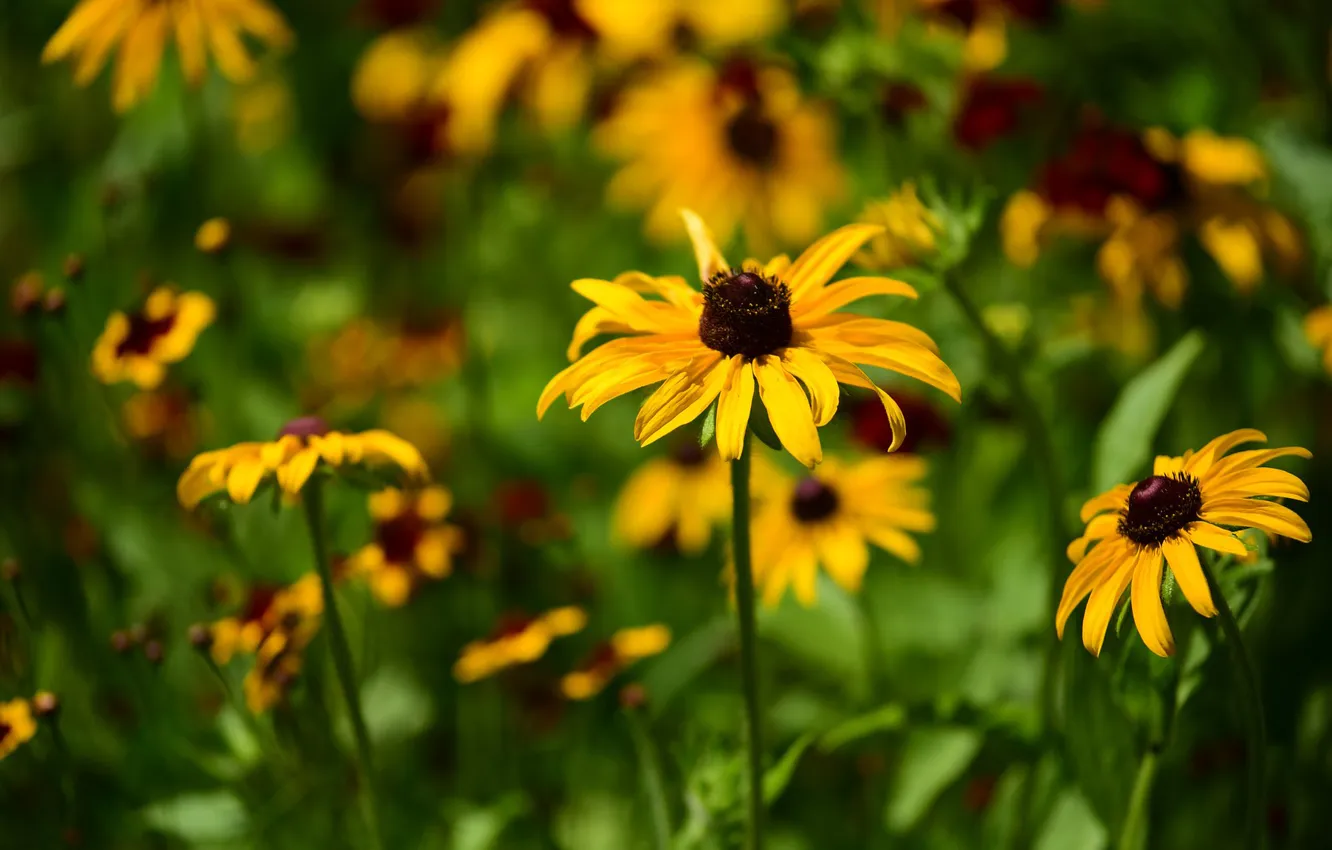 Photo wallpaper summer, flowers, yellow, garden, rudbeckia