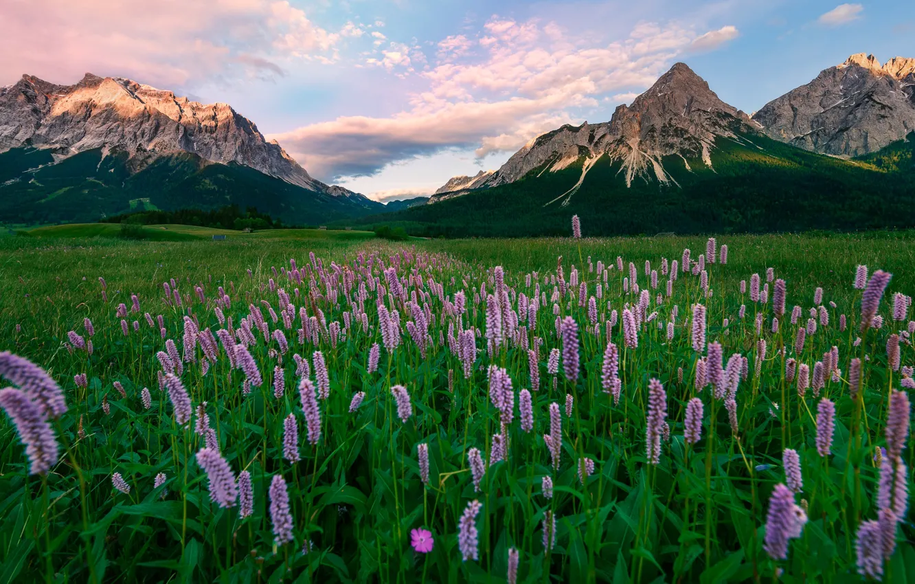 Photo wallpaper grass, landscape, mountains, nature, Austria, Alps, meadow