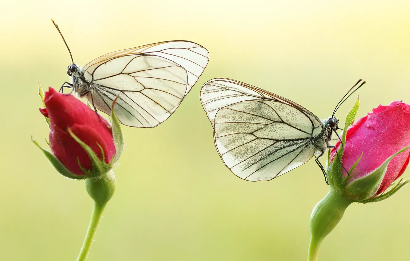 Photo wallpaper macro, butterfly, flowers, insects, background, butterfly, two, roses