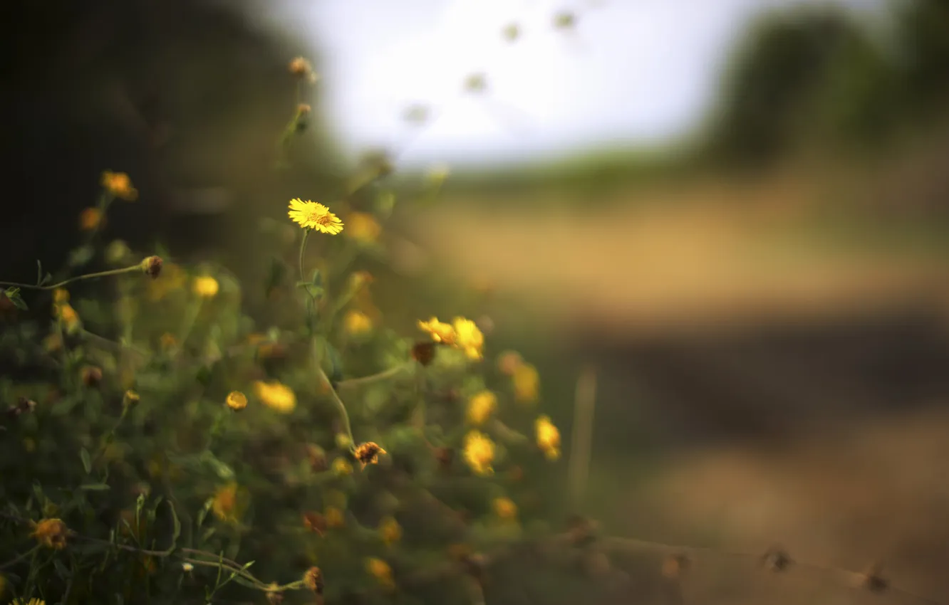 Photo wallpaper flowers, nature, focus