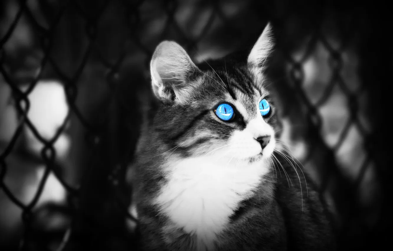 Photo wallpaper cat, eyes, background