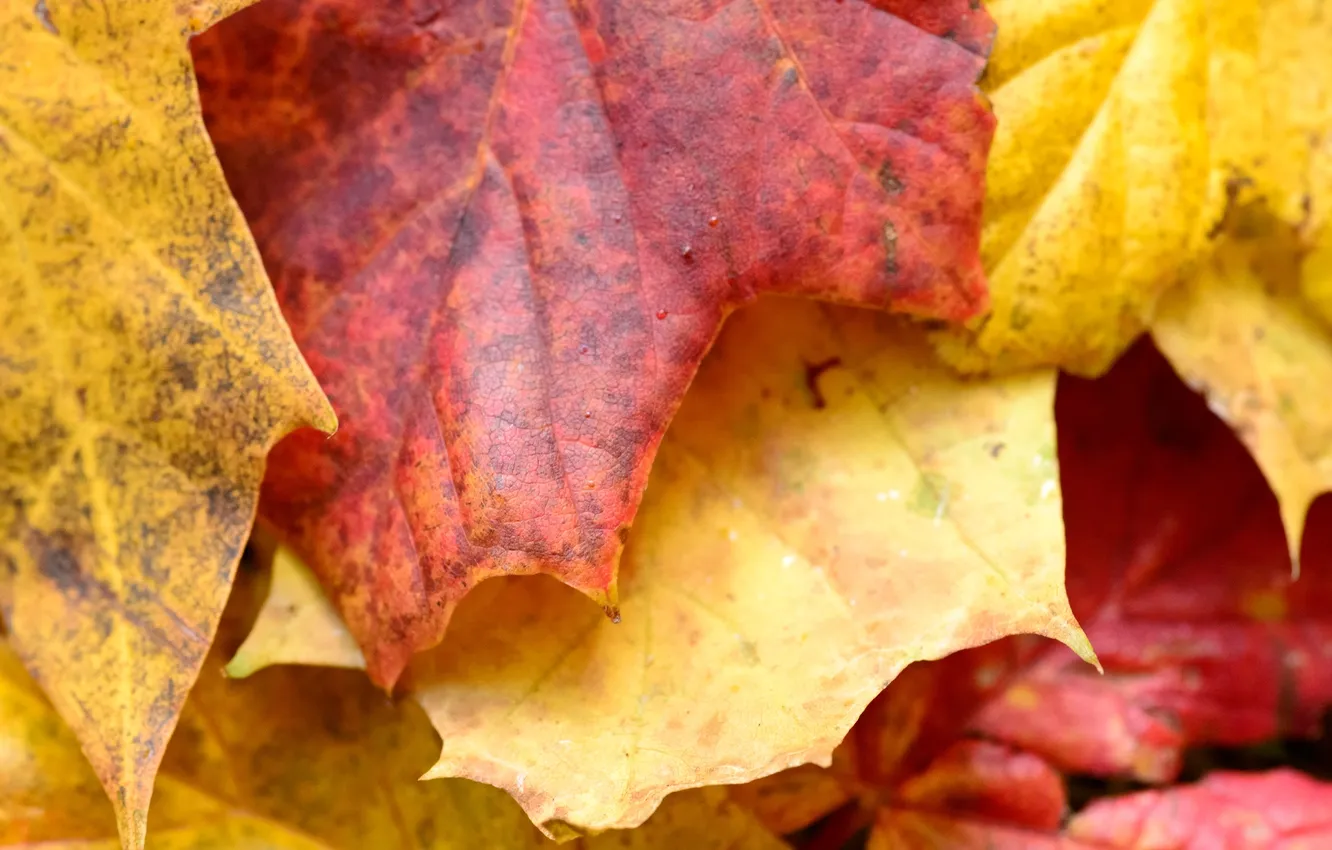 Photo wallpaper autumn, leaves, nature