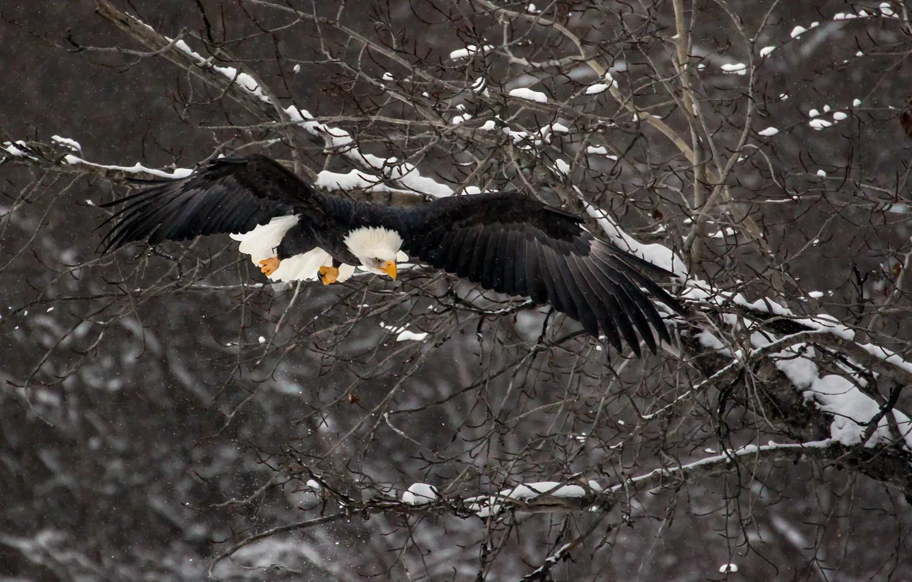 Photo wallpaper winter, bird, eagle
