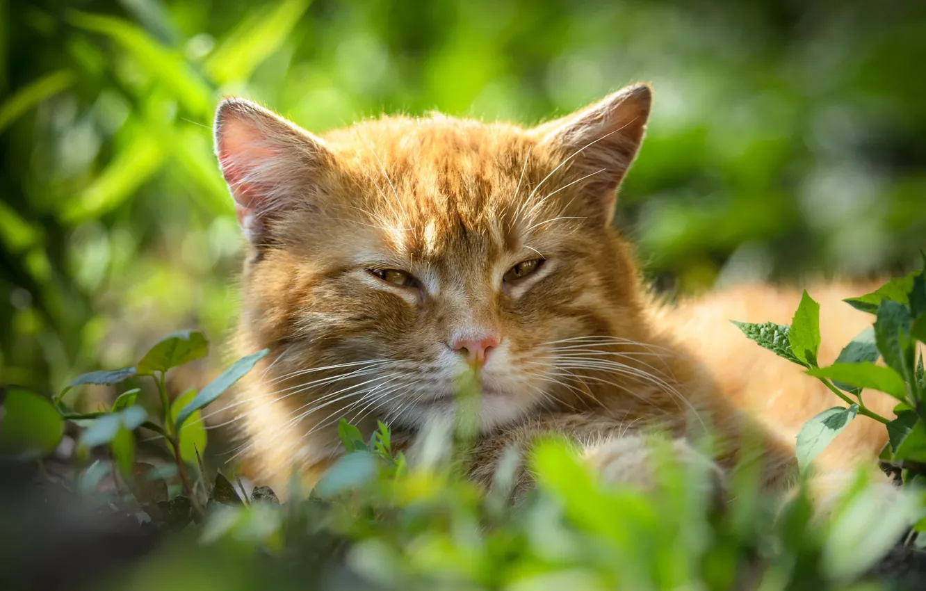 Photo wallpaper cat, cat, look, face, portrait, red