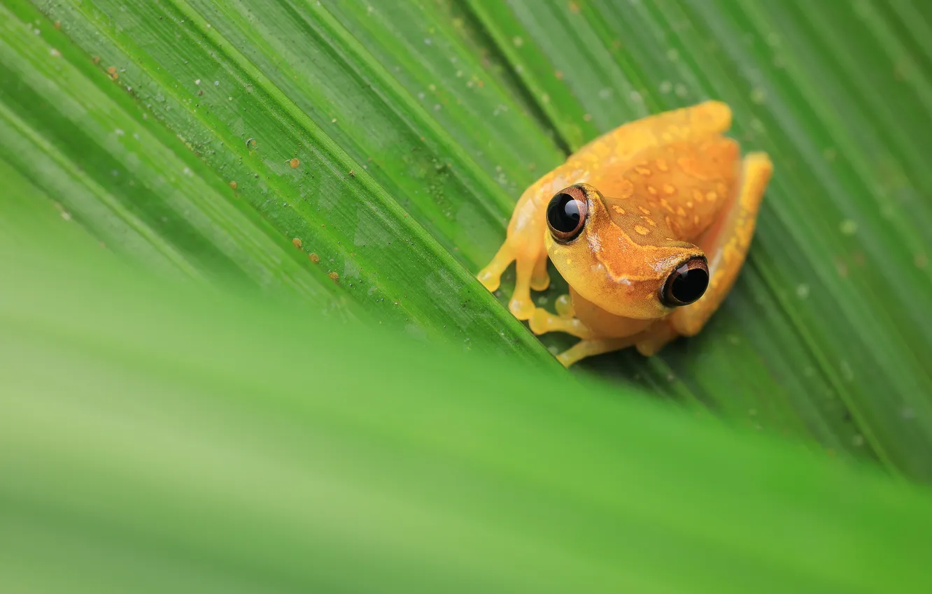 Photo wallpaper look, leaves, frog