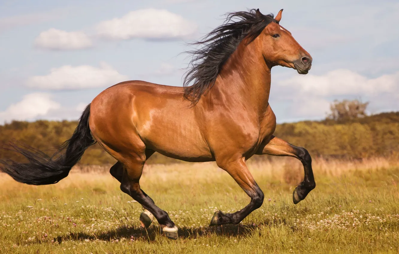 Photo wallpaper summer, movement, horse, horse, power, meadow, running, space