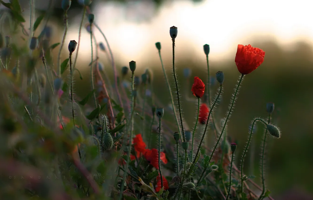 Photo wallpaper summer, nature, Maki
