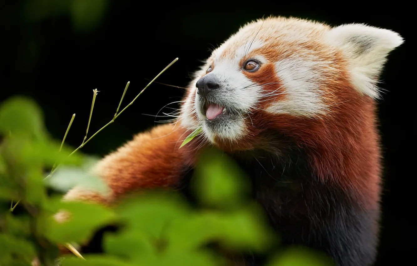 Photo wallpaper red Panda, face, red Panda