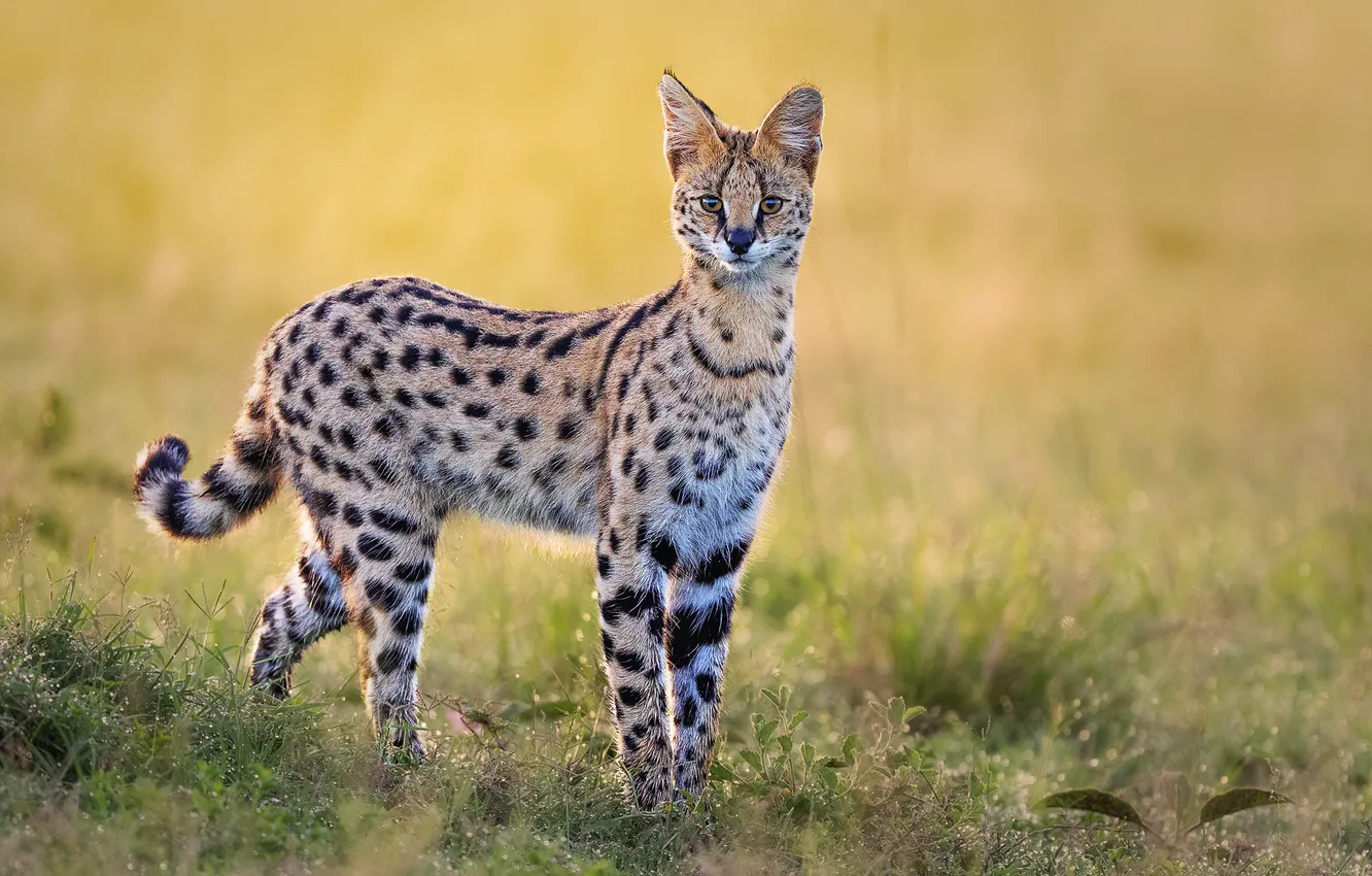 Photo wallpaper field, look, face, Serval