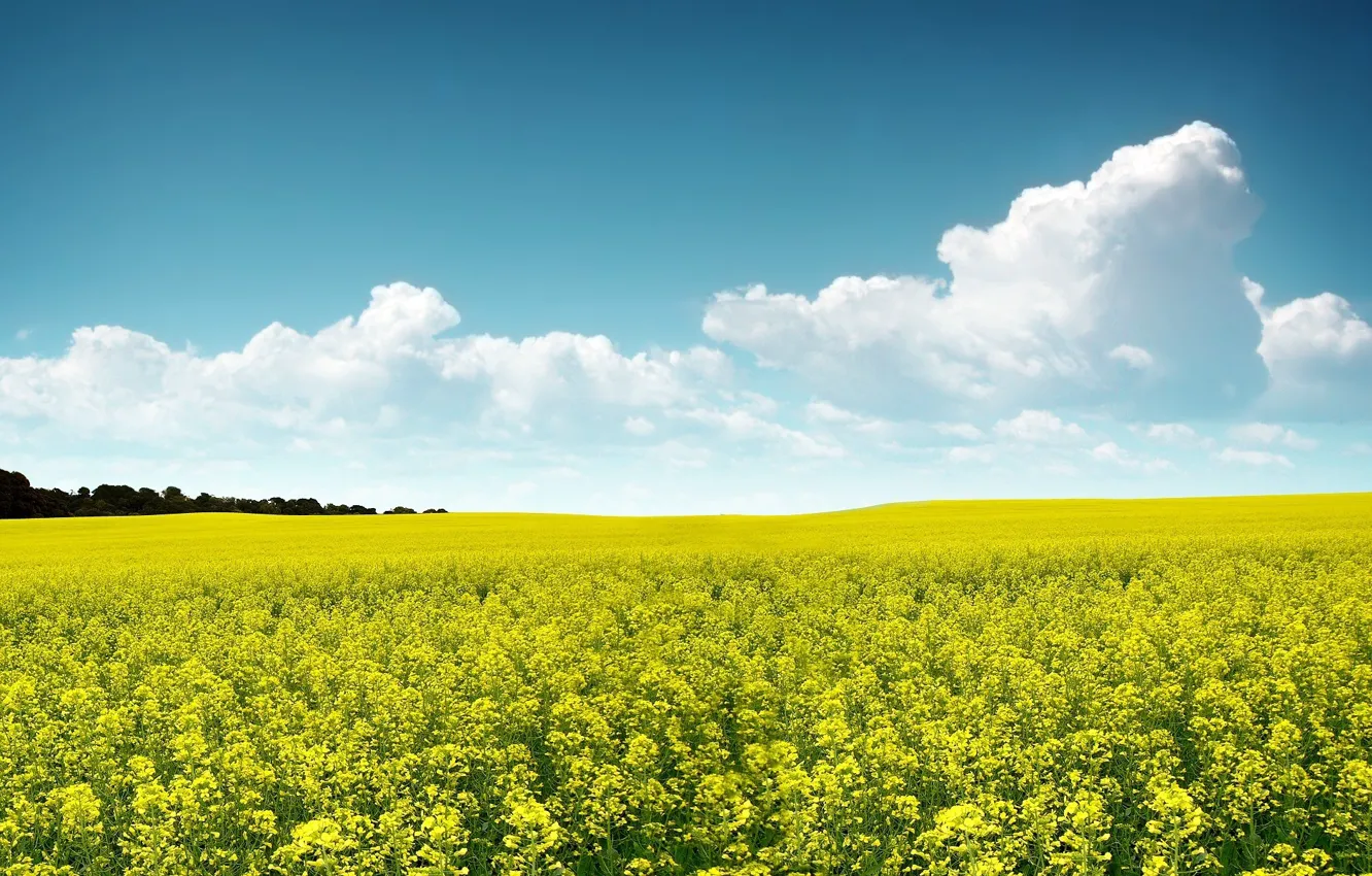 Photo wallpaper field, the sky, flowers