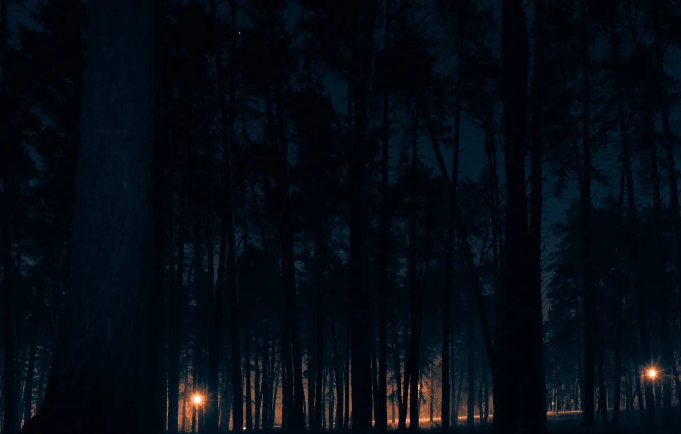 Photo wallpaper night, wood, night in the forest