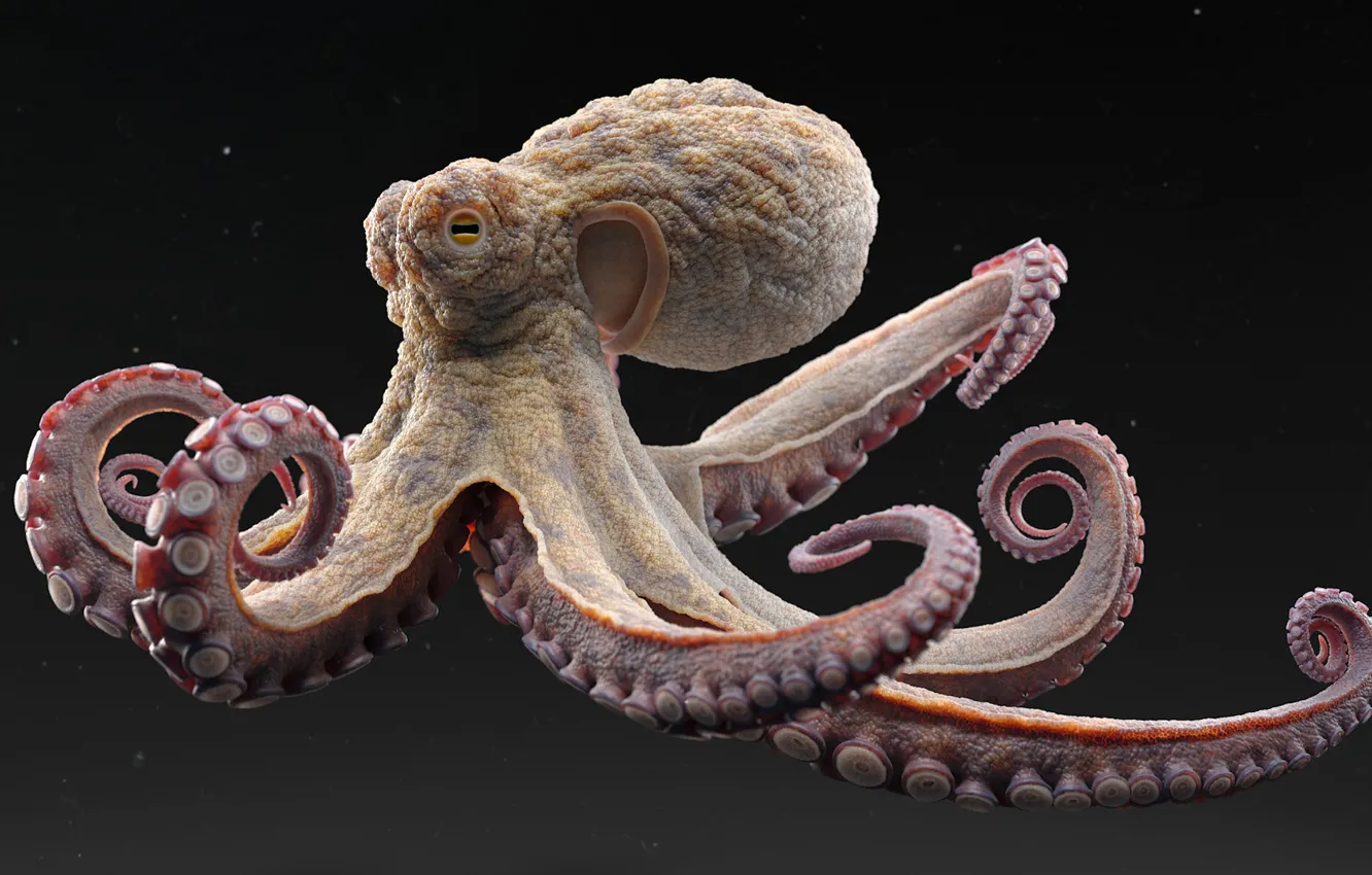 Photo wallpaper close-up, the dark background, octopus, close-up, octopus, rendering, digital art, digital art