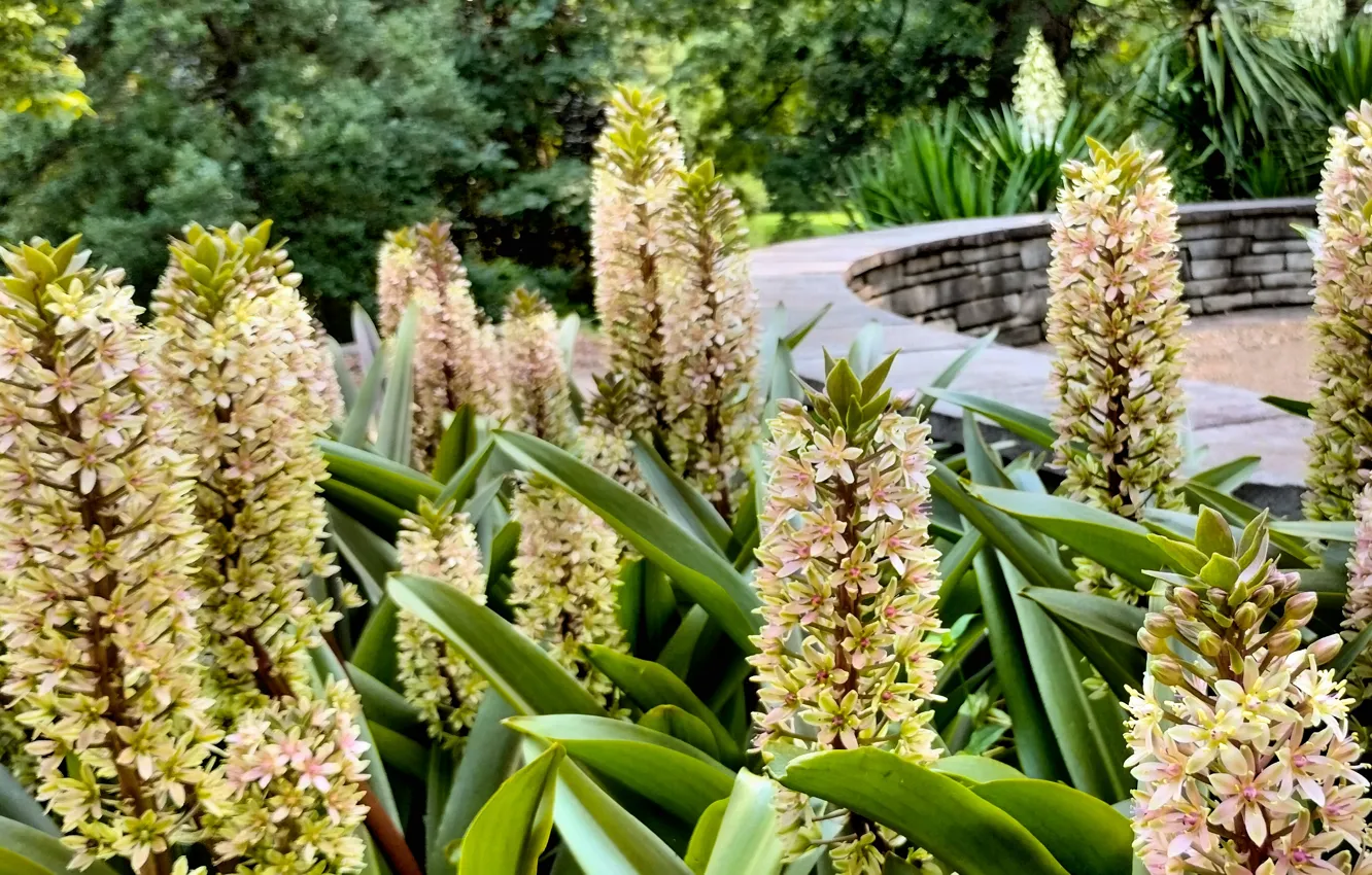 Photo wallpaper Fred Fletcher Park, Raleigh NC, Pineapple Lilly