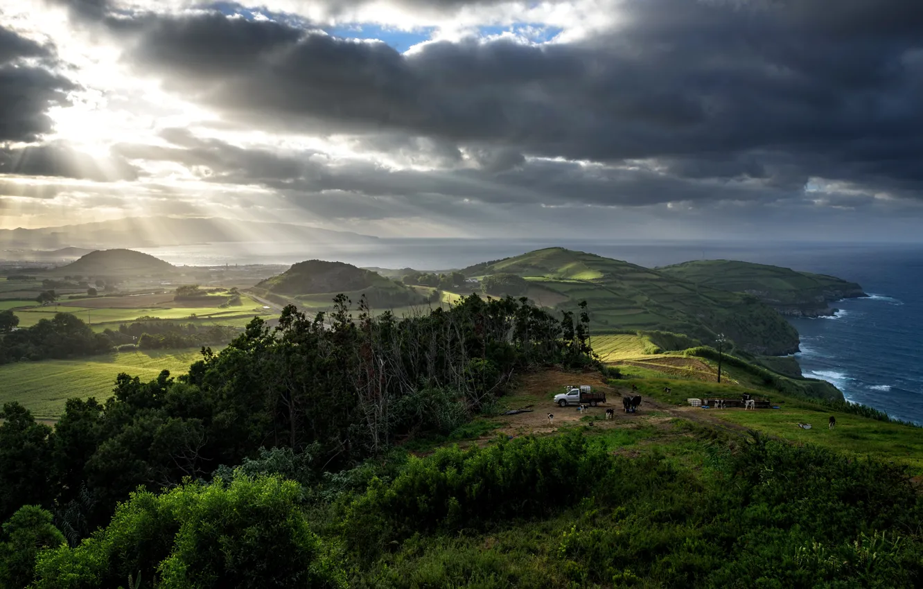 Photo wallpaper sea, field, trees, clouds, overcast, coast, cows, meadow